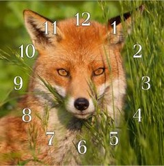 Poľovnícke hodiny - Líška