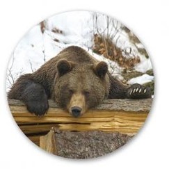 Pivná tácka s poľovníckym motívom - Motív Medveď